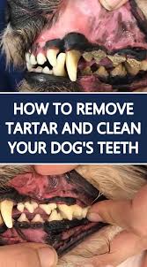 How To Really Clean Your Dog S Teeth Dog Teeth Dog Teeth Cleaning Dog Dental Care