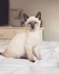 Available Siamese Kittens For Sale & Cats For Adoption