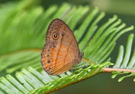 Image result for Brownleea mulanjiensis