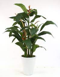 Heliconia Tree T 713 Series Potted Trees Heliconia Plants