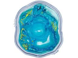 Check spelling or type a new query. 4d Science Animal Cell Anatomy Model
