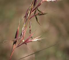 Image result for Hyparrhenia tamba