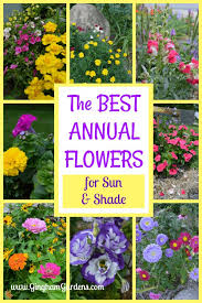 50 perennial flowers for full sun. The Best Annual Flowers Gingham Gardens Annual Flowers Flower Garden Design Annual Plants