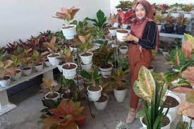 Artinya, letak keindahan dari tanaman ini adalah pada daunnya yang unik dengan karakter yang 4. Pertimbangan Wirausaha Budidaya Tanaman Hias Halaman All Kompas Com