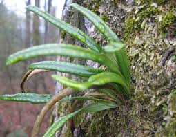 Image result for Lepisorus