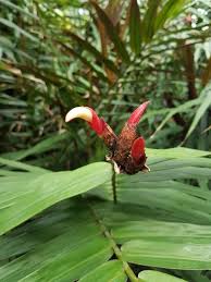 Image result for Aframomum angustifolium