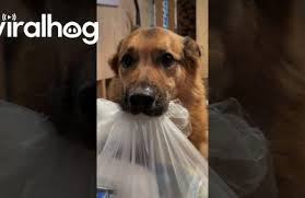 Greens candidate Amanda Poon signs subject of racist, sexist vandalism