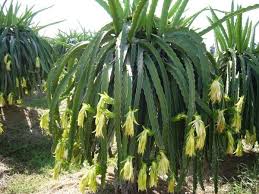 Water seedlings sparingly and check that the soil has completely dried out before watering again. How To Support Dragon Fruit Plants