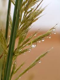 Image result for Stipagrostis