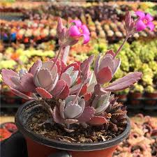 Image result for Kalanchoe pumila
