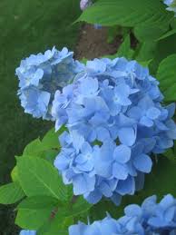 Located within a short walk to falmouth harbor and the martha's vineyard ferry, shops, outstanding restaurants, and entertainment. A Cape Cod Flower Momsbuddy3 Flickr