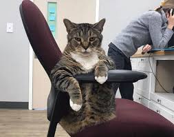 Check spelling or type a new query. Welcome To The New England Veterinary Clinic Pet Resort