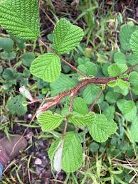 Image result for Rubus ellipticus