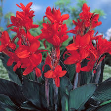 Image result for Canna indica