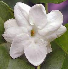 Pin On Fruit Flower