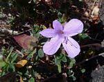 Image result for Barleria crassa
