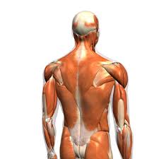 This chart is helpful in identifying the muscles the muscles of the pelvis, hip and buttock anatomical chart shows how each muscle in this area of the body works with the others, and the. 16 804 Best Back Muscles Anatomy Images Stock Photos Vectors Adobe Stock