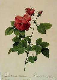 Redoute roses pas cher ⭐ neuf et occasion meilleurs prix du web promos de folie 5.de quoi nourrir vos convictions personnelles avec la référence redoute roses si la seconde main fait partie. Redoute Roses 21 Vintage Botanical Prints Botanical Flowers Botanical Drawings