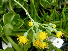 Image result for Senecio oxyriifolius