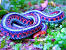 Baby Common Garter Snake