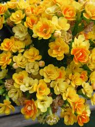 Image result for Kalanchoe blossfeldiana