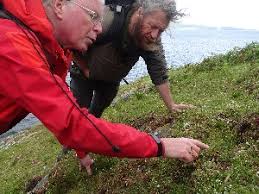 Image result for Ophioglossum gomezianum