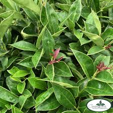 Image result for Carissa