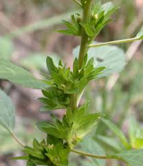 Image result for Acalypha ambigua