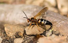 Maybe you would like to learn more about one of these? Cicada Killer Identification A Guide To Cicada Killer Control