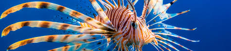 Aquarium At The Boardwalk Faqs Plan Your Visit