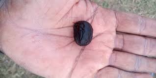 Image result for Vitex mombassae