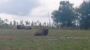 L'observation de la faune à yellowstone est vraiment excitante mais parfois un peu effrayante! Loup Europeen Picture Of Parc Animalier De Sainte Croix Rhodes Tripadvisor