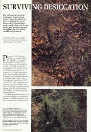 Image result for Xerophyta equisetoides