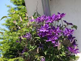 We did not find results for: Clematis The President Clematis The President Baumschule Horstmann