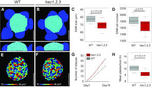 Plant cell environment impact factor. Control Of Plant Cell Fate Transitions By Transcriptional And Hormonal Signals Elife