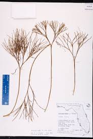 Image result for Psilotum