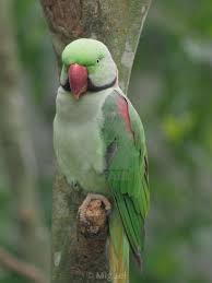 นกแก้วโม่ง สมาชิกใหม่ของบ้าน จะดื้อ จะซน จะน่ารักขนาดไหน. Alexandrine Parakeet Psittacula Eupatria à¸™à¸à¹à¸ à¸§à¹‚à¸¡ à¸‡