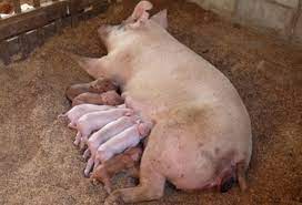 The salient property of pig programs is that their structure is amenable to substantial parallelization, which in turns enables them to handle very large data sets. à¸Šà¸²à¸§à¸›à¸‡à¹à¸™à¸°à¸«à¸¥ à¸à¹€à¸¥ à¸¢à¸‡à¸«à¸¡ à¸˜à¸£à¸£à¸¡à¸Šà¸²à¸• à¹€à¸—à¸„à¹‚à¸™à¹‚à¸¥à¸¢ à¸Šà¸²à¸§à¸š à¸²à¸™