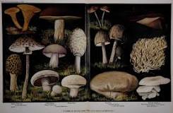 Edible - Wikipedia