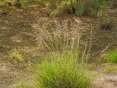 Image result for Sporobolus ioclados