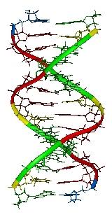Las bodas de oro de la estructura del ADN