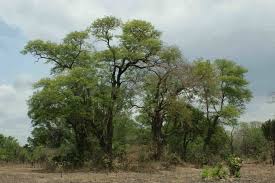 Image result for Uapaca sansibarica