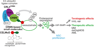 Скит скит намбер ван чит. Frontiers Cereblon Based Small Molecule Compounds To Control Neural Stem Cell Proliferation In Regenerative Medicine Cell And Developmental Biology