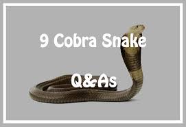 It is one of the first american tanks to be released with the american ground tree in update 1.45 steel generals. 9 Cobra Snake Q As Every Kid Should Know Pest Wiki