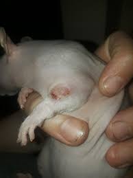 What is my cat trying to do by biting the floor?