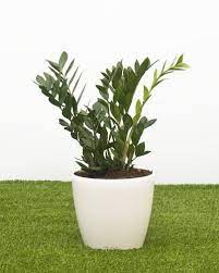 Zz Plant In A Self Watering Container Zamioculcas Zamifolia Wonderful Glossy Strange Interior Plant Plants Air Cleaning Plants Self Watering Containers