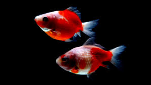 Ketahui 7 cara membedakan arwana jantan dan betina dengan mudah dan tepat sesuai kalau kamu berniat ingin memelihara, atau beternak ikan arwana, sebaiknya ketahui terlebih dahulu bagaimana membedakan mana yang jantan dan mana. Ini Dia Perbedaan Ikan Mas Koki Jantan Dan Betina My Blog