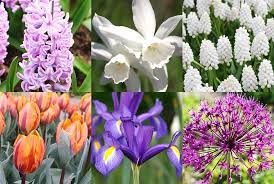 The species form has clusters of white flowers, but cultivars are available that offer flowers in many colors. Best Spring Blooms For Vases And Fragrance Up To 90 Days Of Fragrance