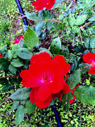 Their goal was to stay true to its roots; Sanjay Makwana Obituary 1968 2018 Stamford Ct The Advocate