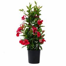 Sendflowers.com has been visited by 10k+ users in the past month Giant Mandevilla Potted Plant Red Approximate Delivery Is 2 7 Days 9 25 Inch Pot Kroger